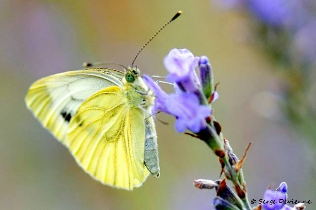 1311Re31_DSC08791rra_dxo (2)_GF.jpg - Papillon Piéride